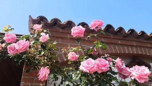 Rose di San Damiano
