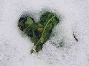 cuore nella neve