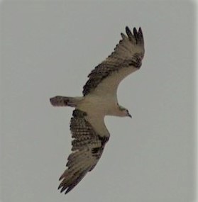 Aguila Puerto (2)