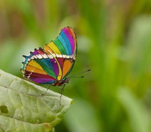 farfalla arcobaleno