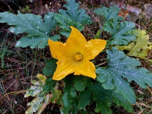 fiore di zucca autunnale